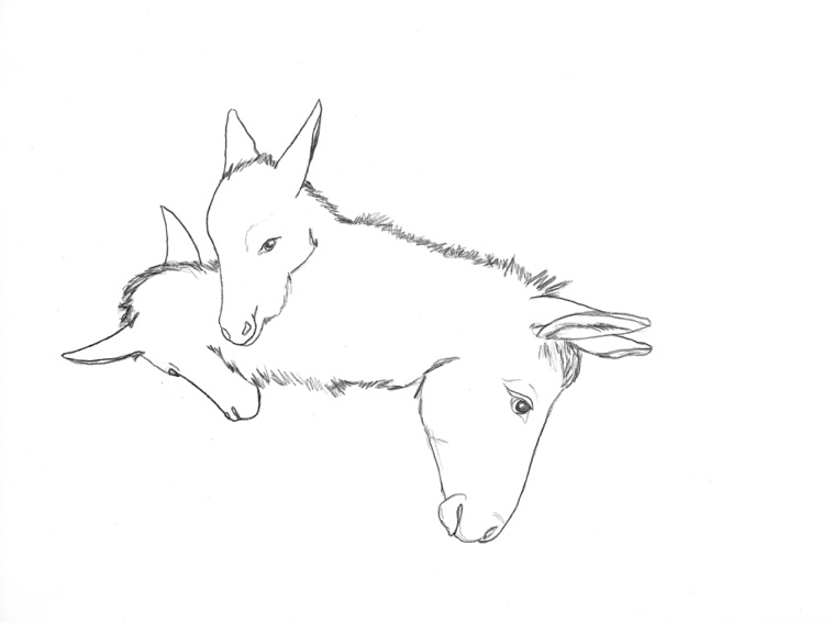 Horses